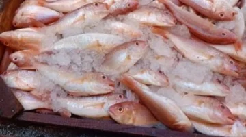 تراجع أسعار السمك في الإسكندرية شمل السبيط والشراغيش والسافوليا